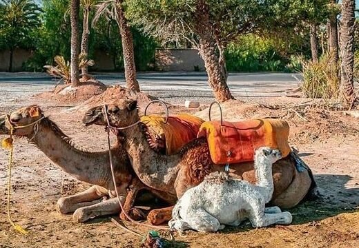 Buggy Cheval Quad & Dromadaire Marrakech activites