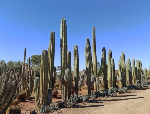 Cactus THIEMANN