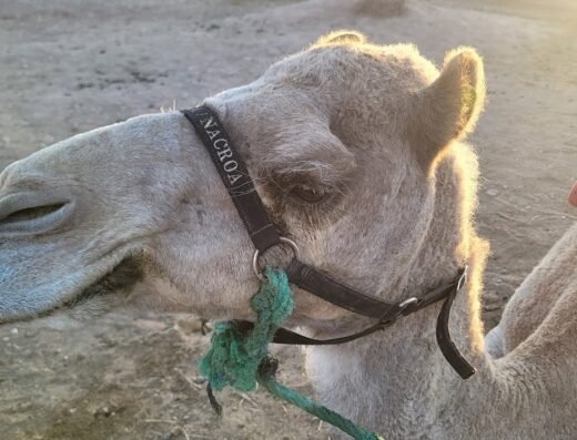 Camel ride Marrakech