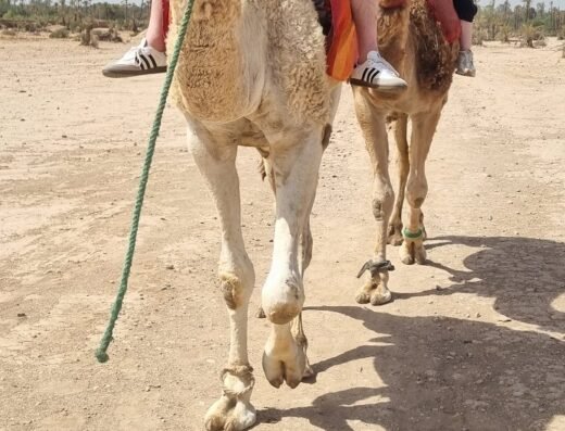 Camel Ride Marrakech