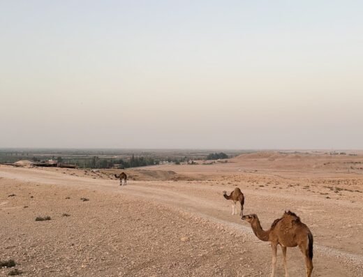 Camel Ride Palmeraie