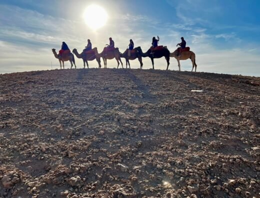Chameau Marrakech, balade en dromadaire, excursion désert Agafay