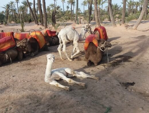 Marrakech excursion quad&buggy&Dromadaires&transport touristique