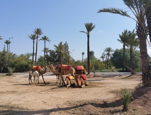 Marrakech Palmeraie Quad & Camel Tours