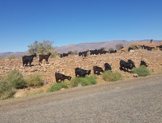 Morocco Tours – Trips With Guides