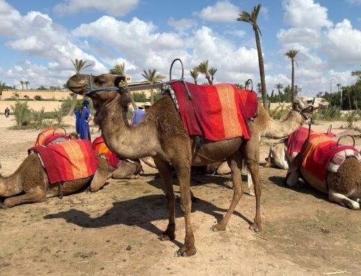 Palmeraie Marrakech