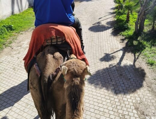Palmeraie Marrakech