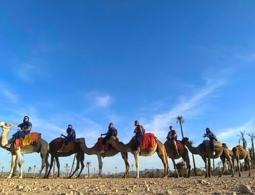 Palmeraie Marrakech chameau