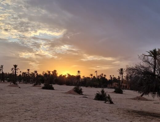 Palmeraie Marrakech chameau
