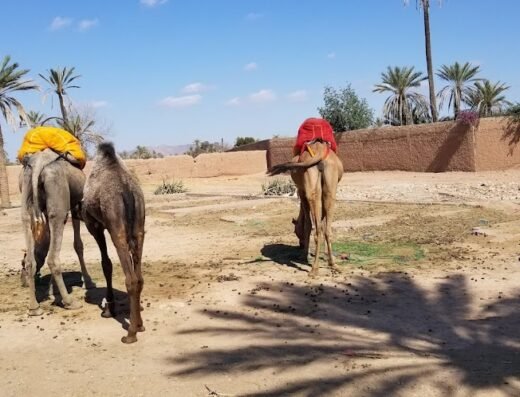 Palmerie Marrakech Activities camel ride & quade bike .