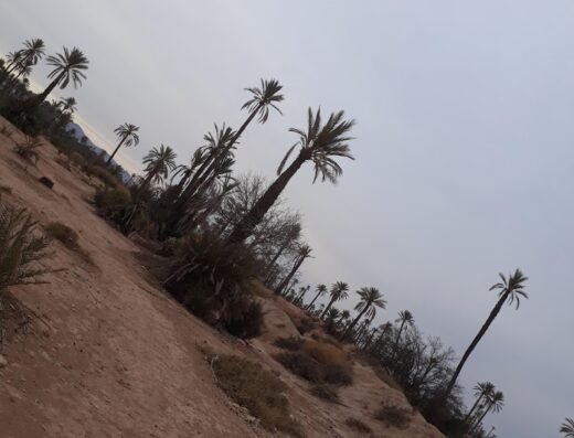 Palmerie Marrakech Activities camel ride & quade bike .